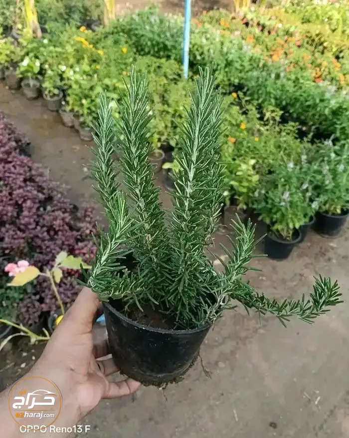 توريد وتنفيذ شتلات ونباتات وجميع انواع الأشجار الطبيعي